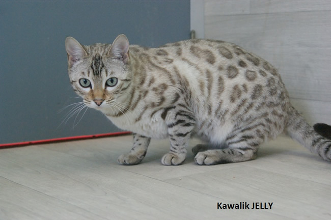 femelle bengal seal mink